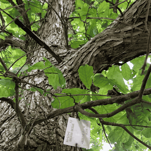 Oak Tree Collection