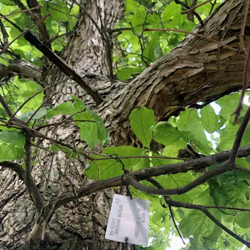 Oak Tree Collection