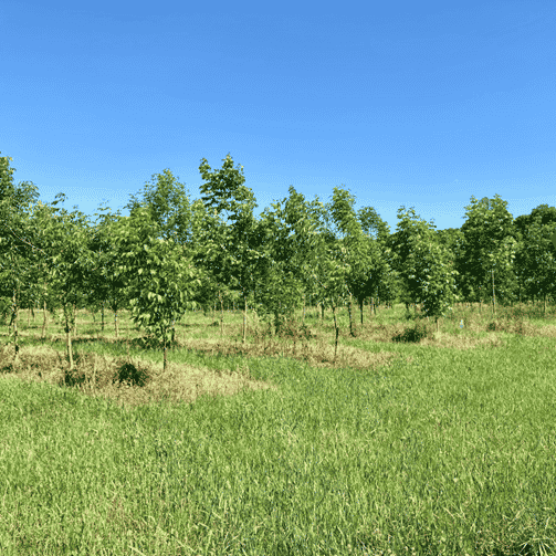 Ash Tree Collection