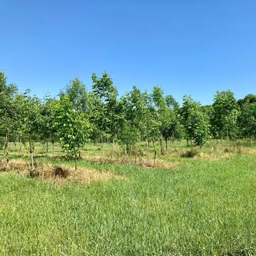 Ash Tree Collection