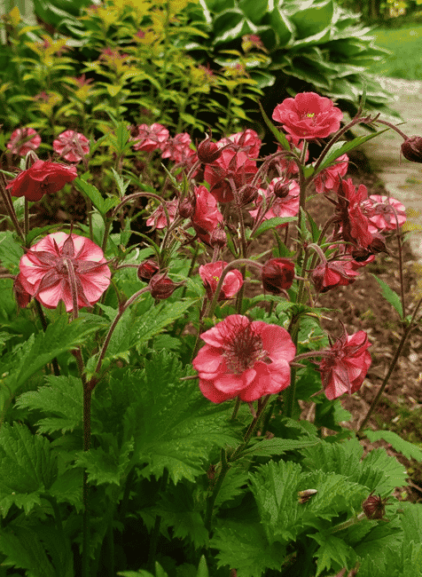 To Plant or Not to Plant? The Low-Down on Fabric Containers » Other »Holden  Forests & Gardens