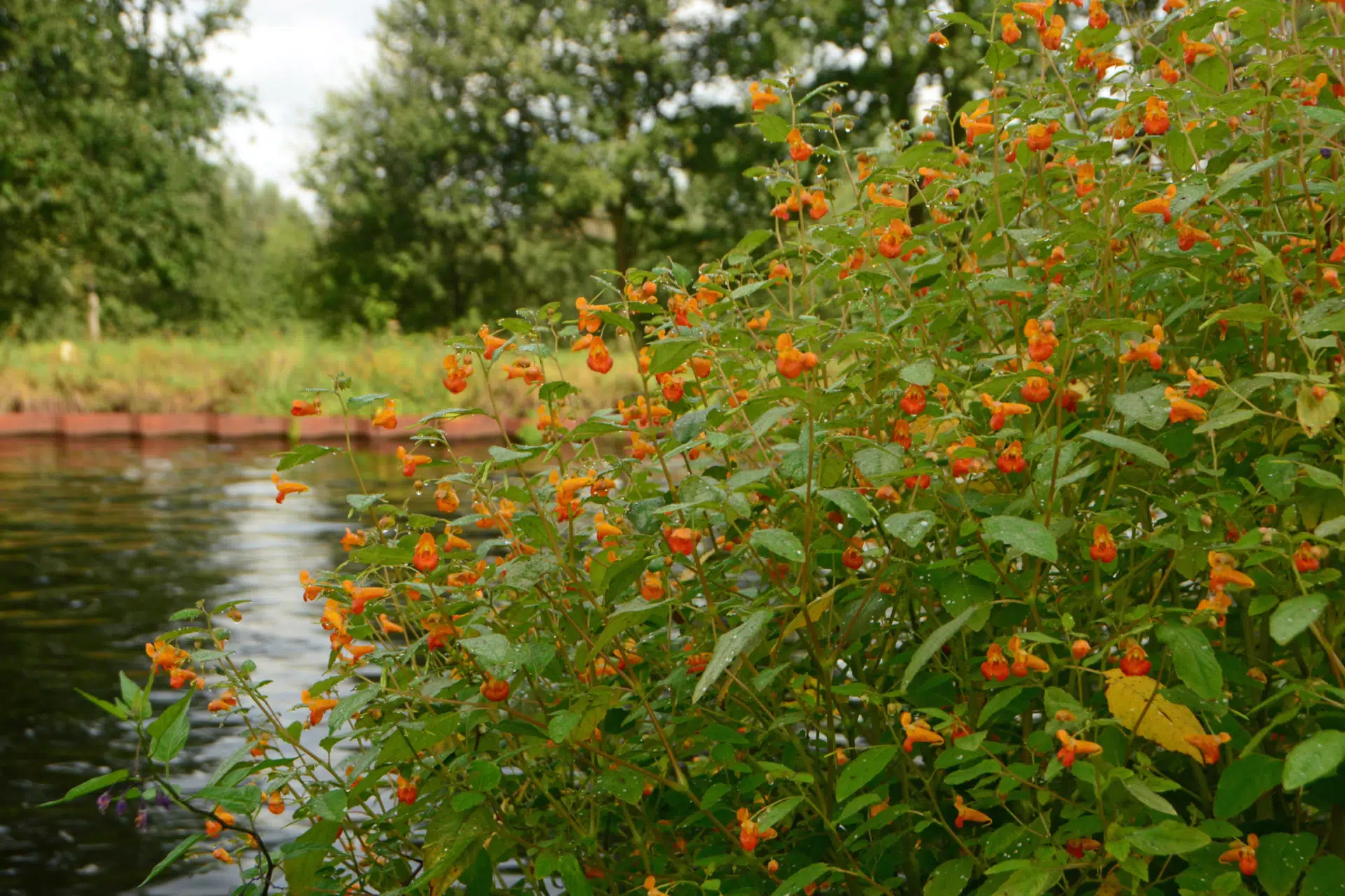 common jewelweed