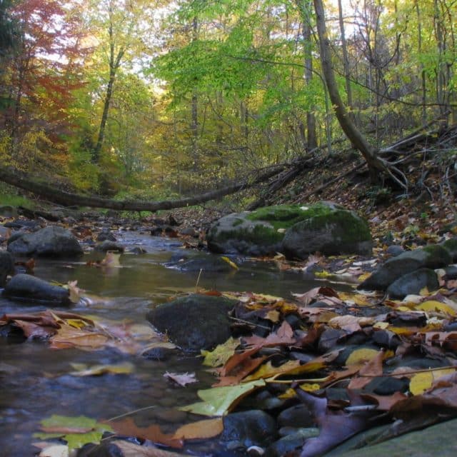 Pierson Creek Valley
