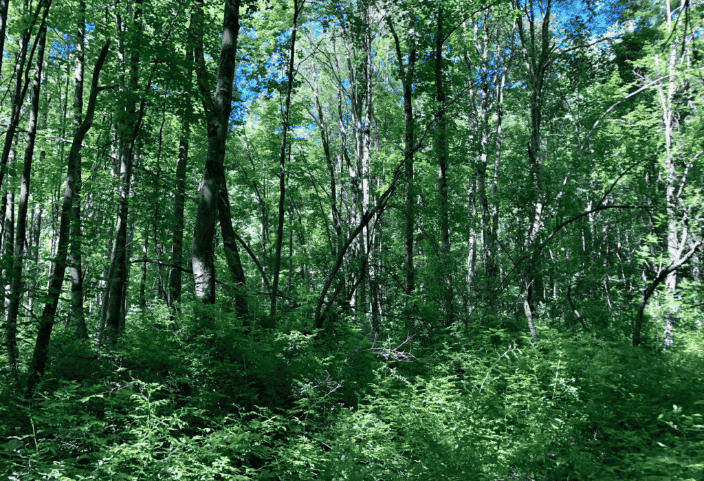 A Morning in Working Woods with Green Corps Interns