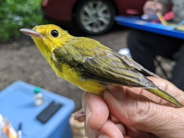 Bird Banding & Beech Leaf Disease