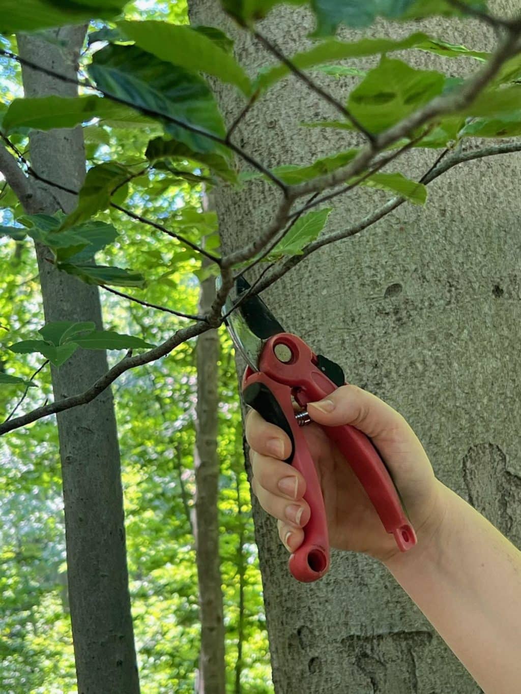 Why You Should Trim Your Beech Tree in September