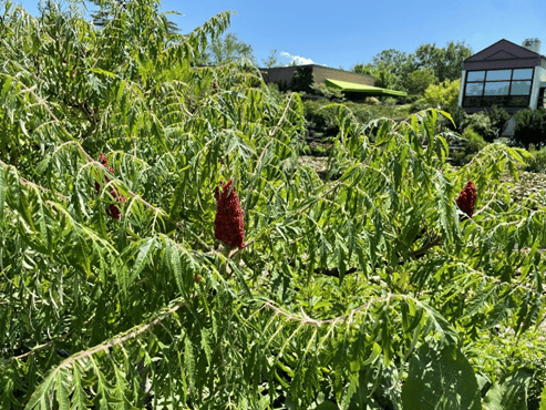 Lip Sumac-ing Good: Wonderful, and Edible Sumac » Evolutionary ecology,  Plants, Pollinators, Wildlife »Holden Forests & Gardens