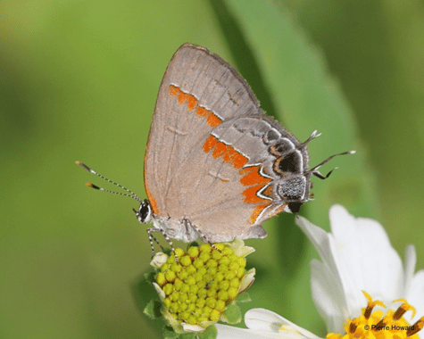 Lip Sumac-ing Good: Wonderful, and Edible Sumac » Evolutionary ecology,  Plants, Pollinators, Wildlife »Holden Forests & Gardens