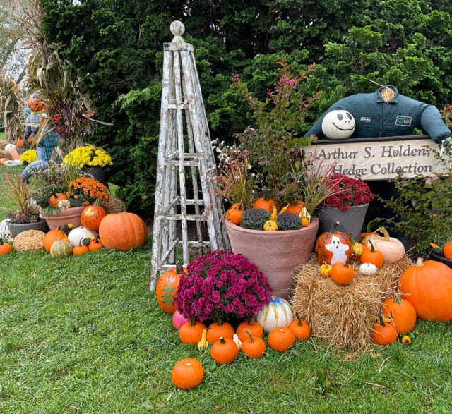 Fall Forest Fest