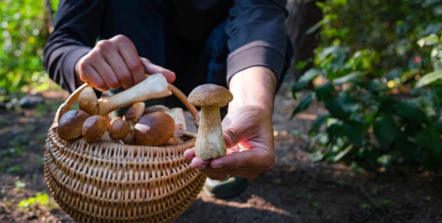 (Rescheduled) Foraging in Northeast Ohio