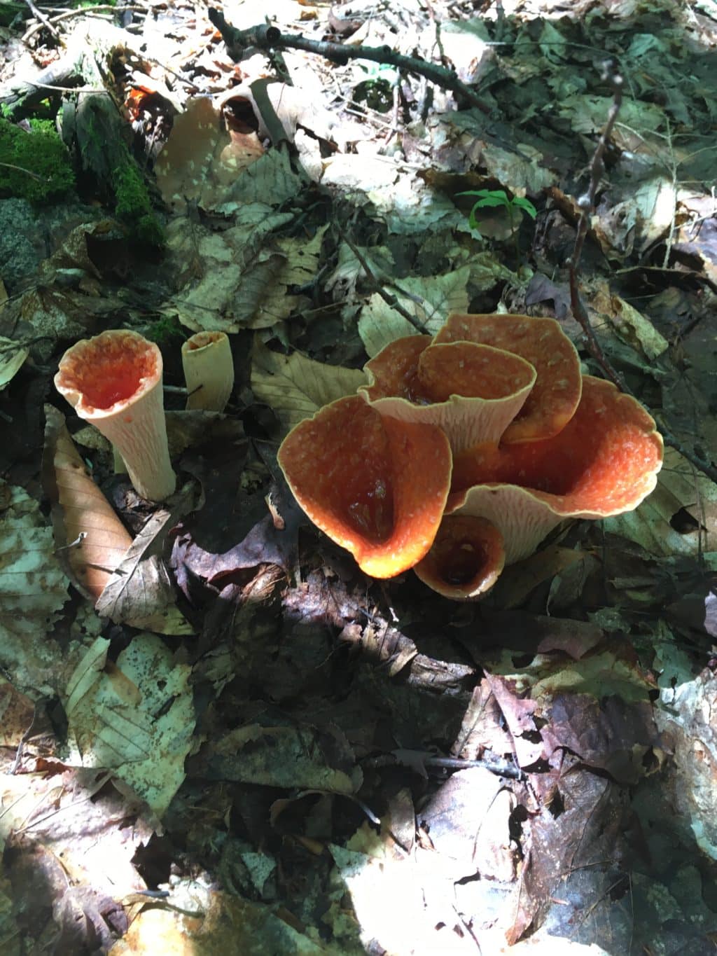 For the Love of Fungi: an ode to the amateur mycologist