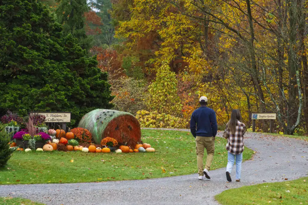 Fall Forest Fest