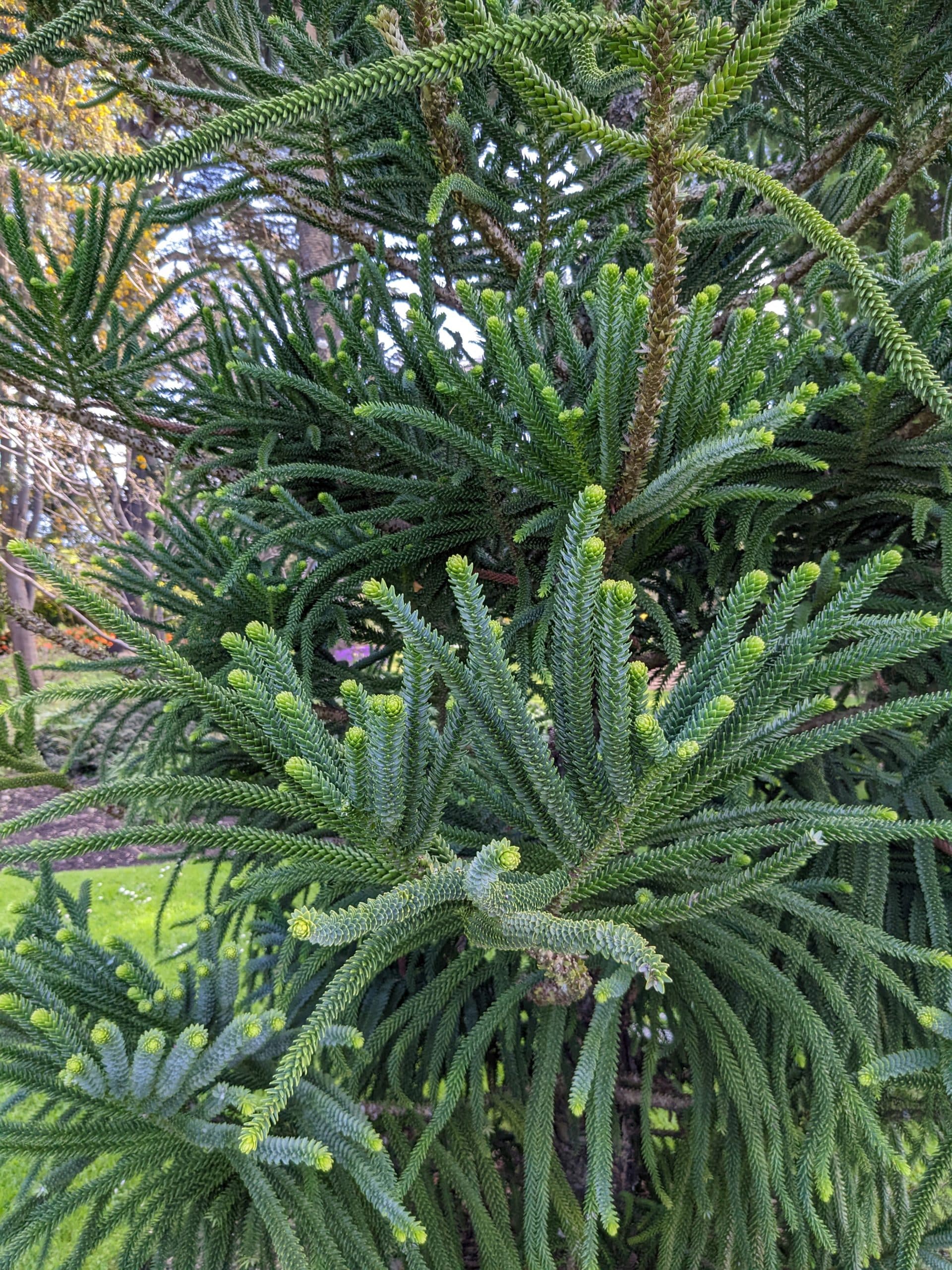 An Inside Look at the Global Botanic Gardens Congress » Plants » HF&G