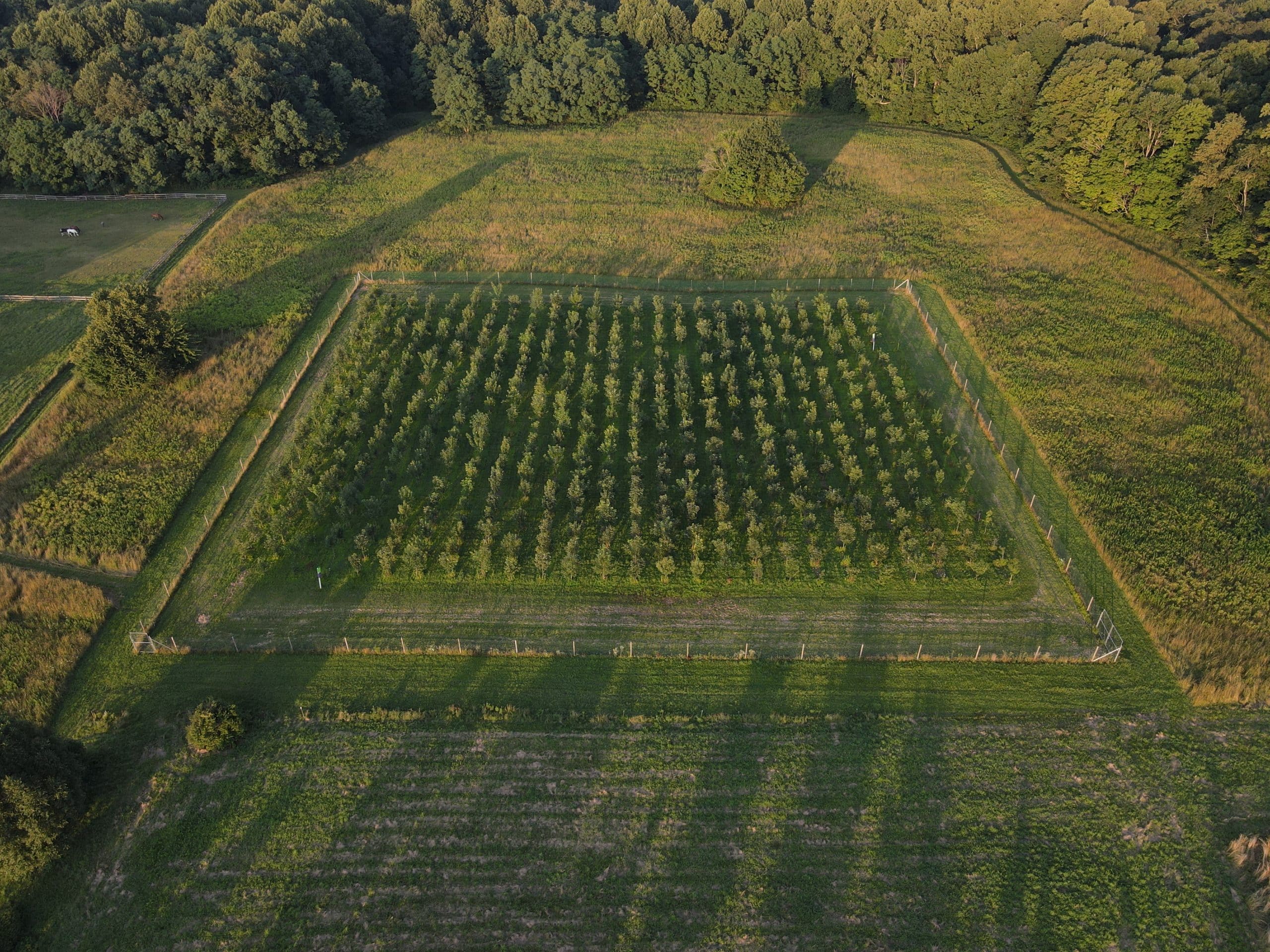 Ash Trees Are Exploding with Seeds; Researchers Are Capitalizing on It » Trees, Pest & disease