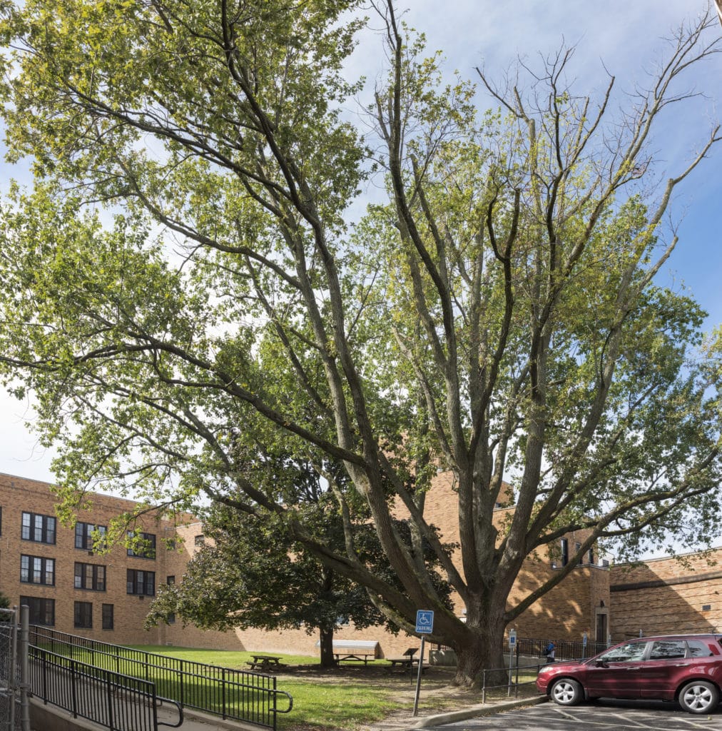 Jesse Owens Olympic Oak Tree Continues to take Root this Fall with New ...