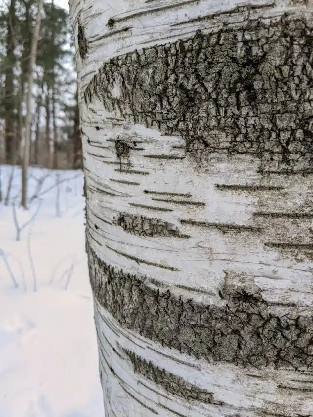 Winter Tree ID