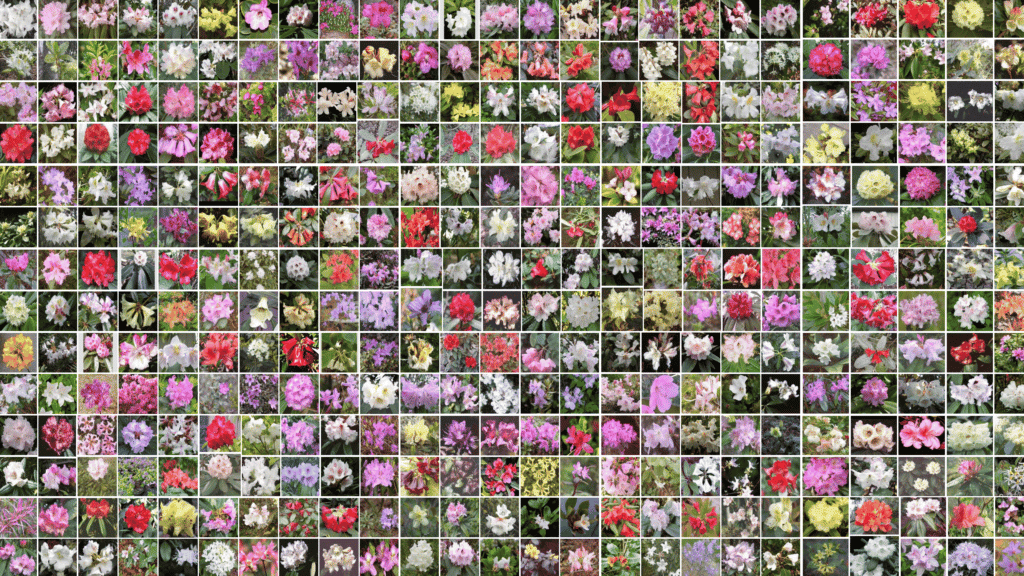 Science on Friday: From horticultural hero to cancer cure, what research has your Rhododendron done today?