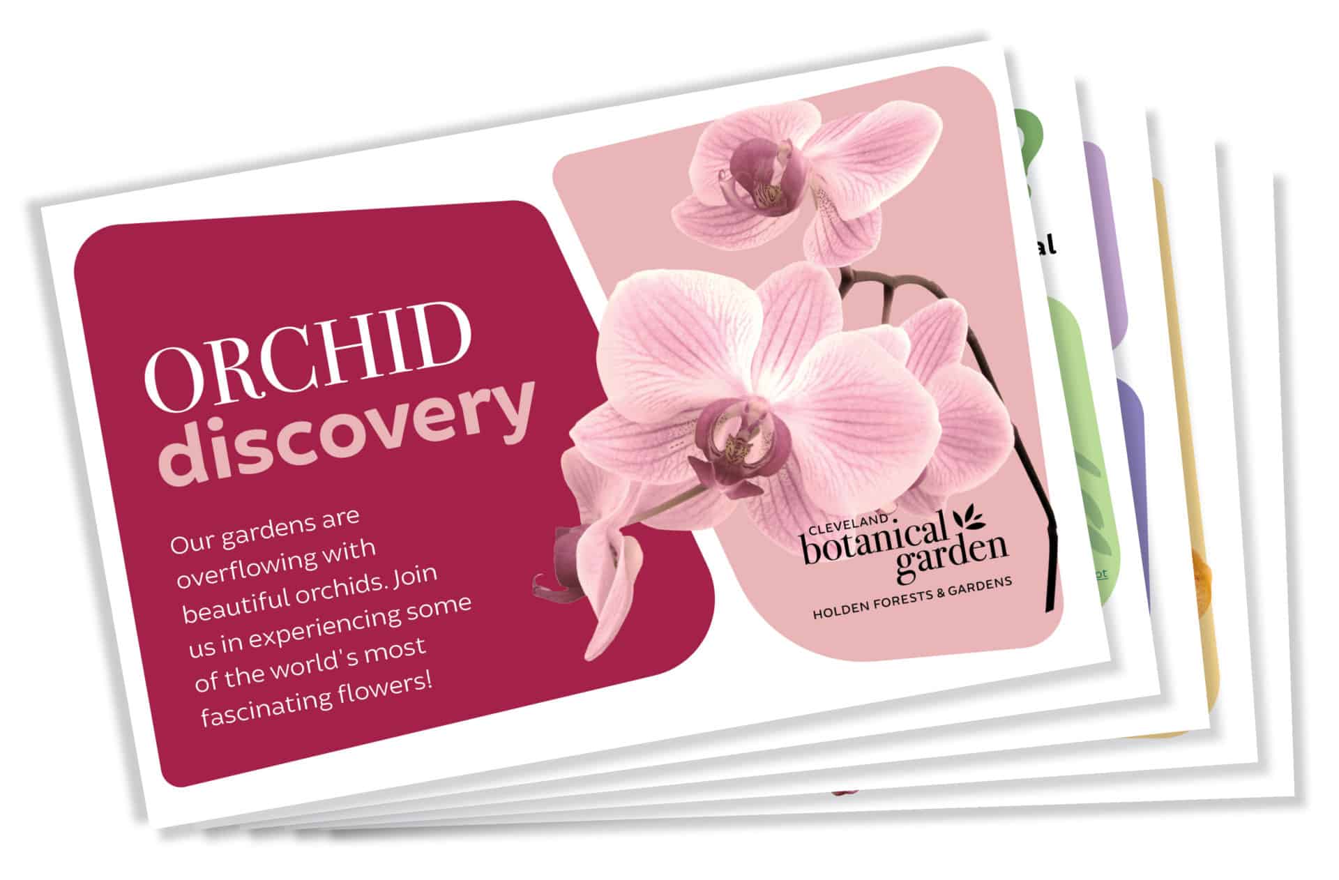 Orchid Discovery Guide