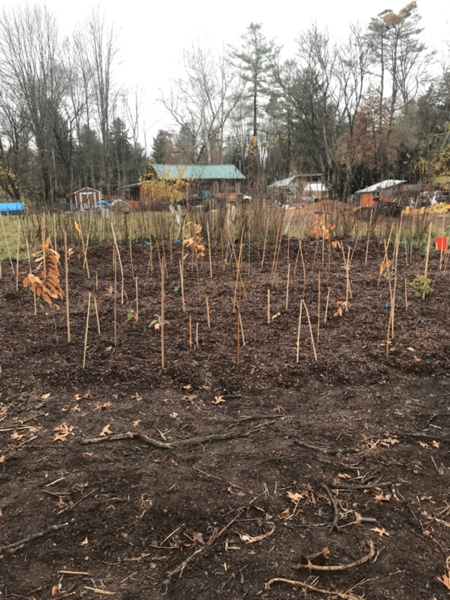 Miyawaki Mini-forest Prototype Planted in Northeast Ohio