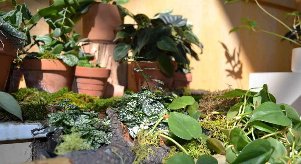 House Plant Exhibit