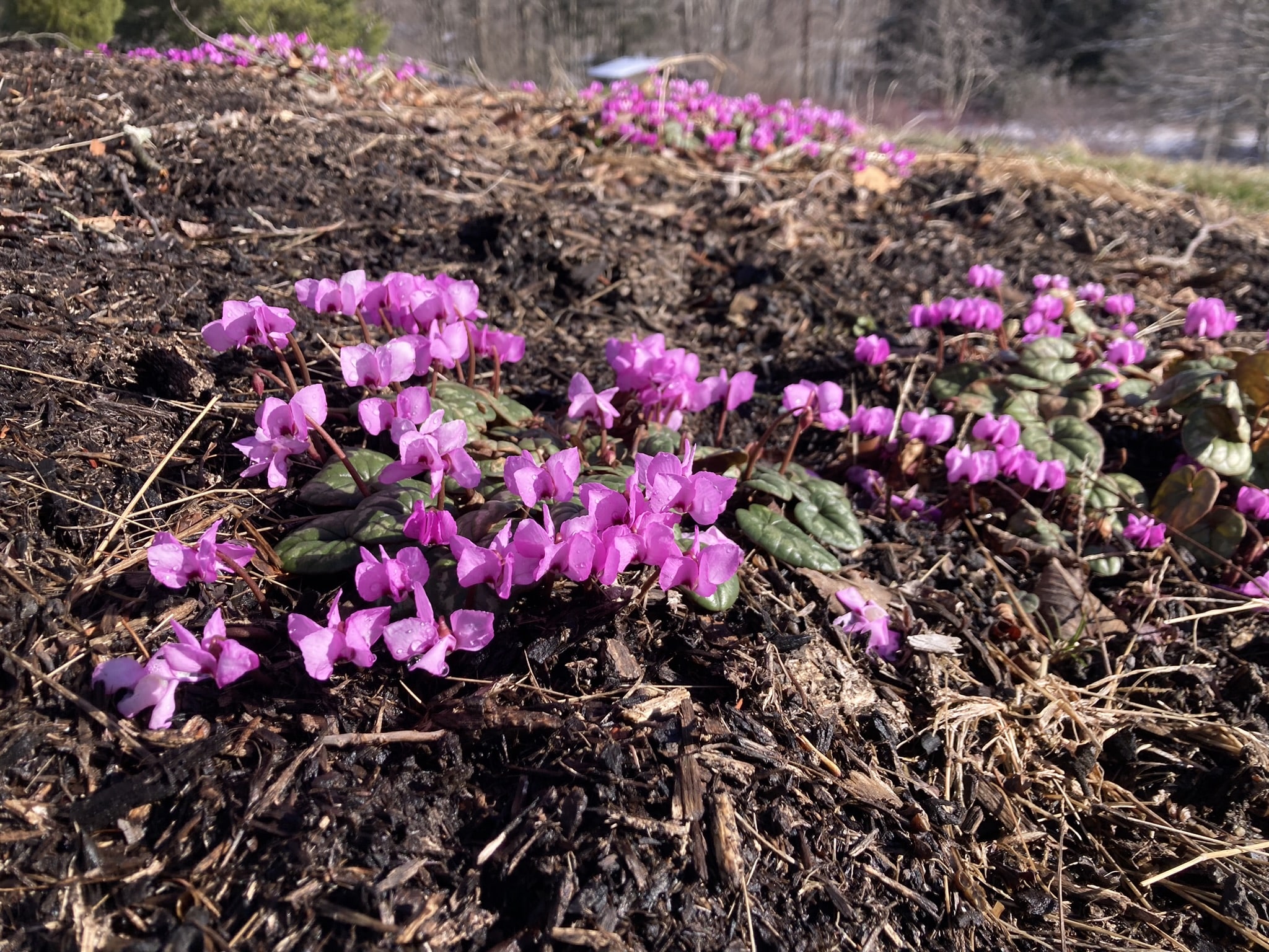 Welcome to It's Poppin'! » Plants » HF&G