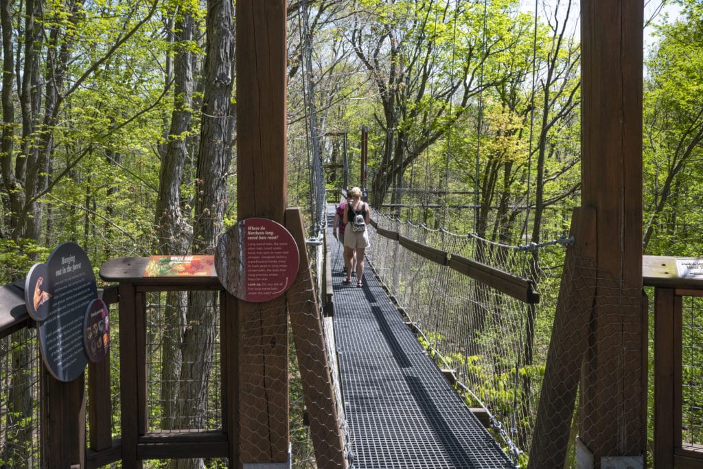 Kalberer Emergent Tower and Murch Canopy Walk Open April 1st