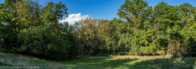 The Benefits of a Healthy Forest