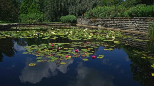 Pond Maintenance and Cleanup