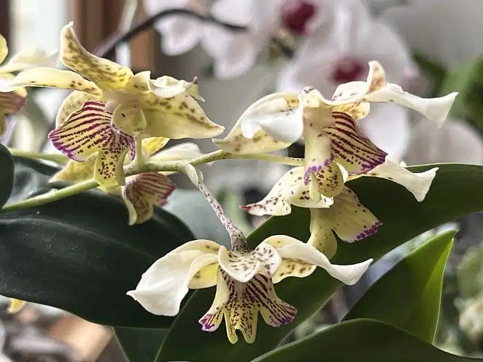 Quick Care: Specialty Orchid Tips