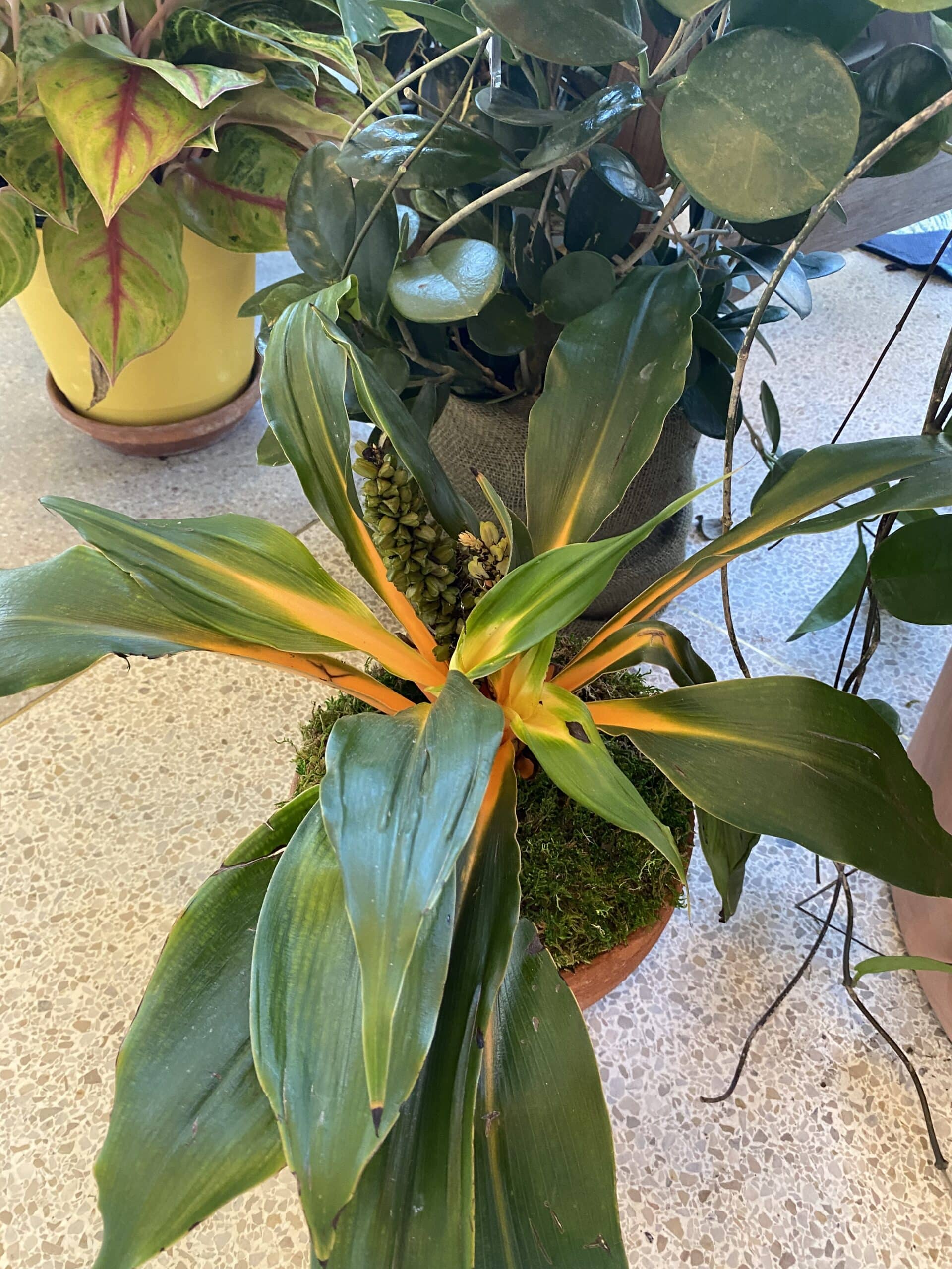 13+ Mandarin Spider Plant The Benefits of House Plants » Other » HF&G