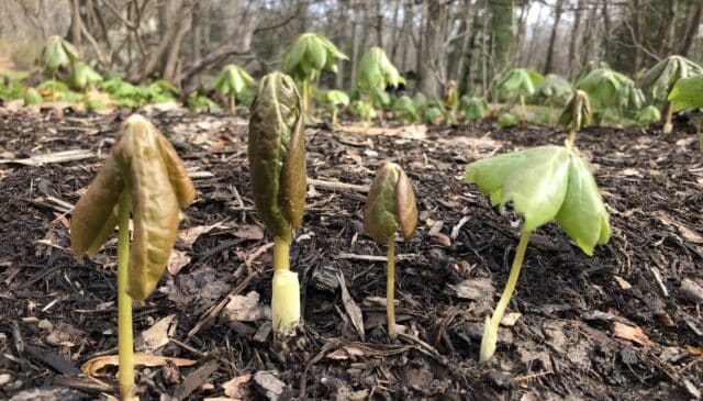 Acid Rain’s Effects Still Visible Belowground in Eastern Forests