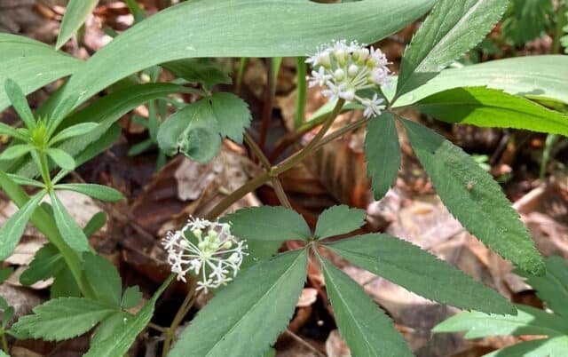 Wildflower Surveying in Stebbins Gulch