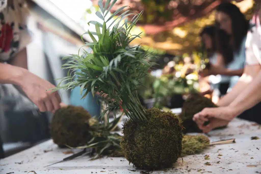 Houseplant Kokedama