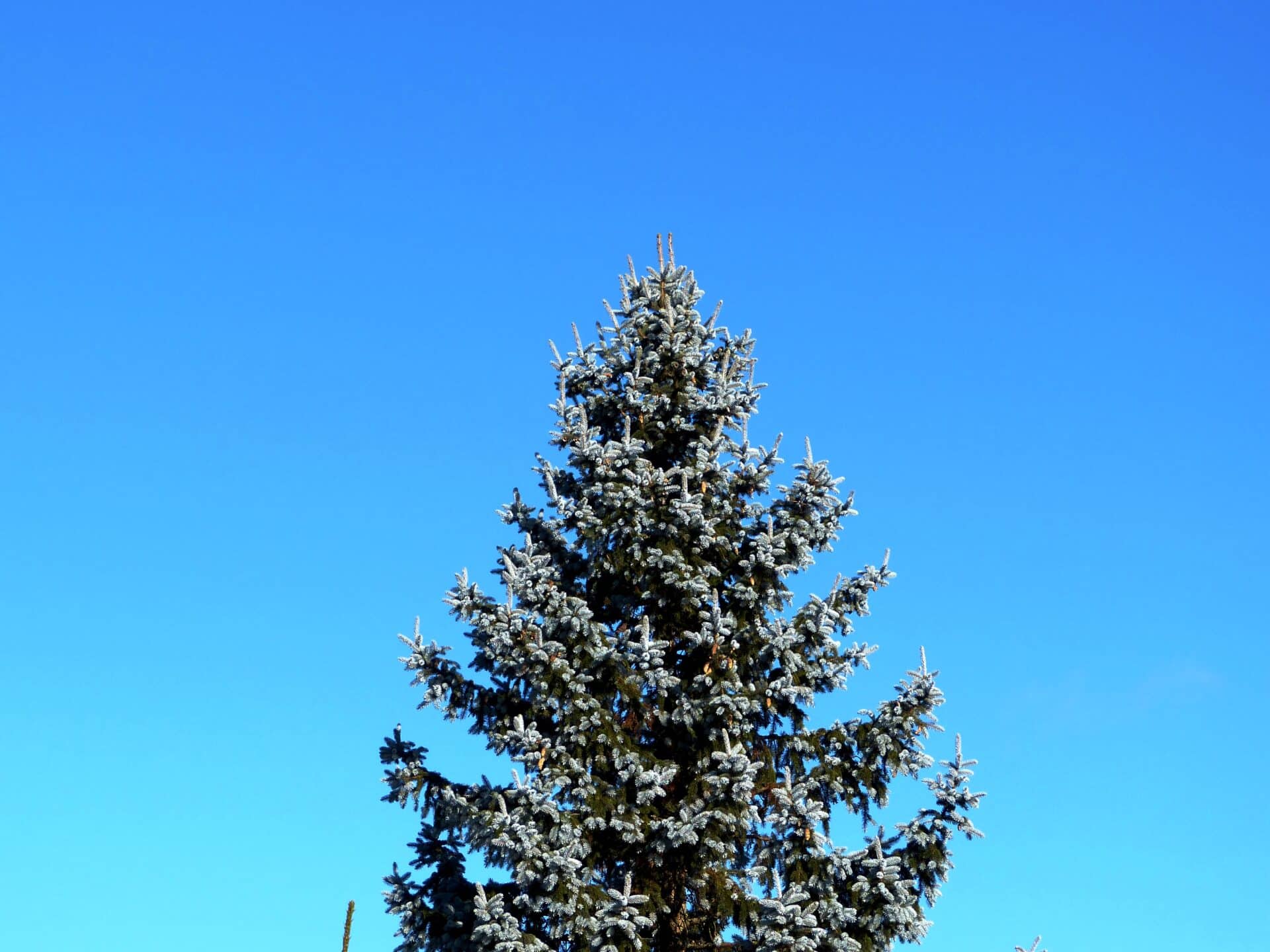 arbor day