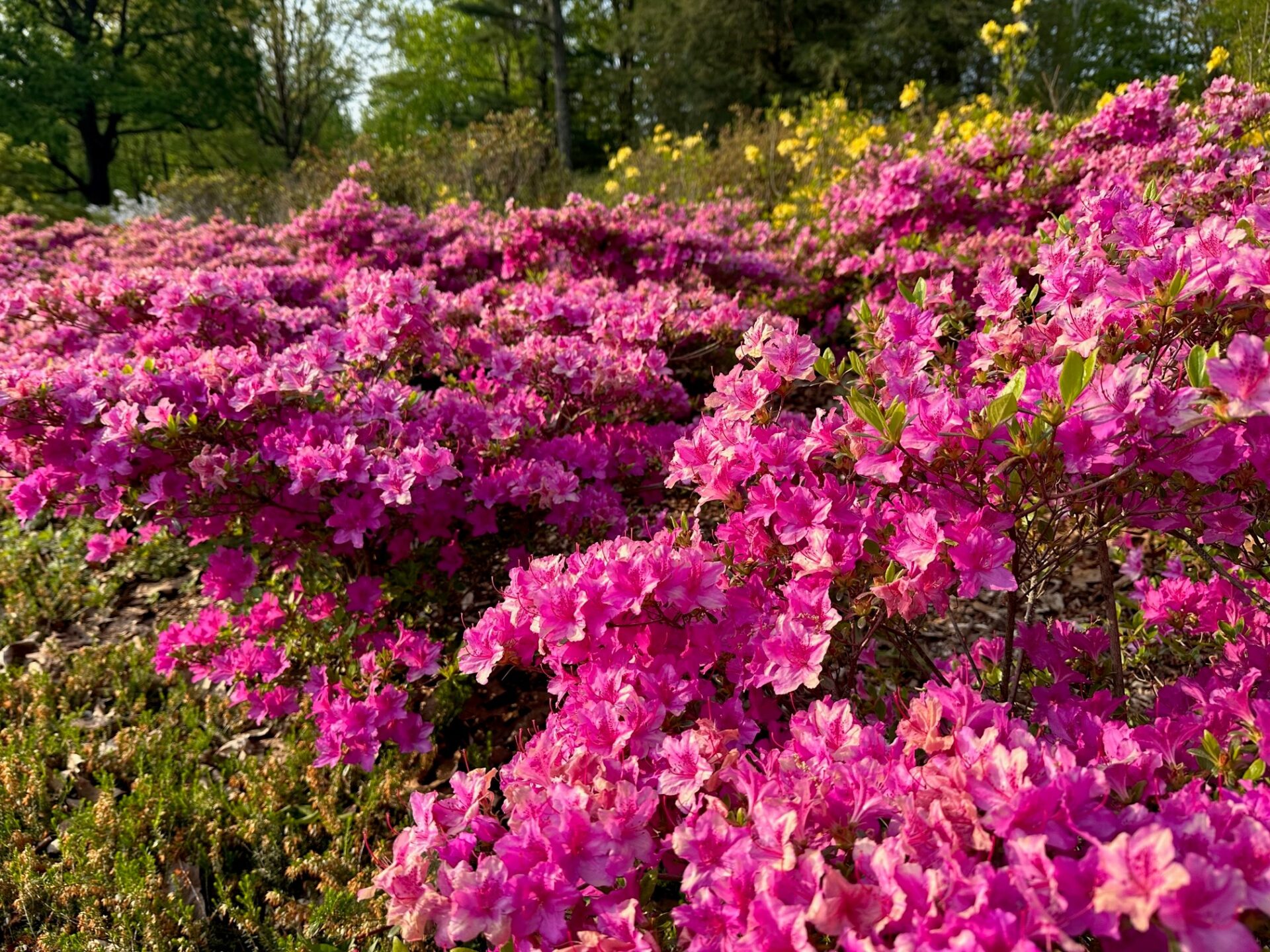 Azaleas