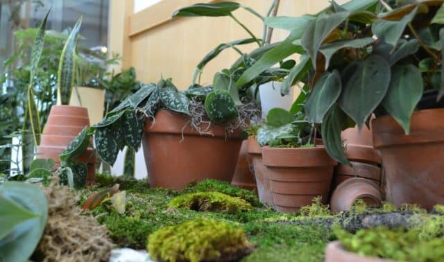 The Benefits of House Plants