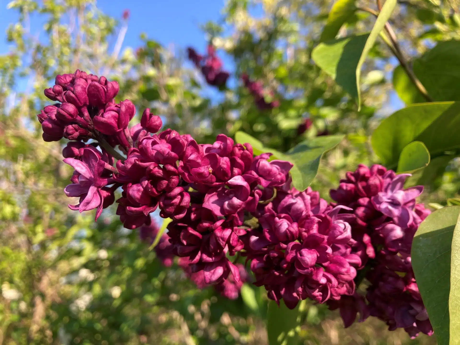 Family Enjoying Holden Arboretum