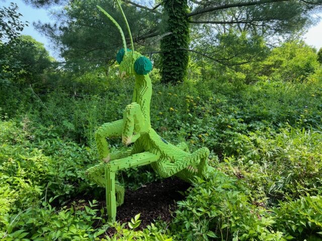 Nature Connects Behind-the-Scenes: One Mantis’ Journey to the Arboretum