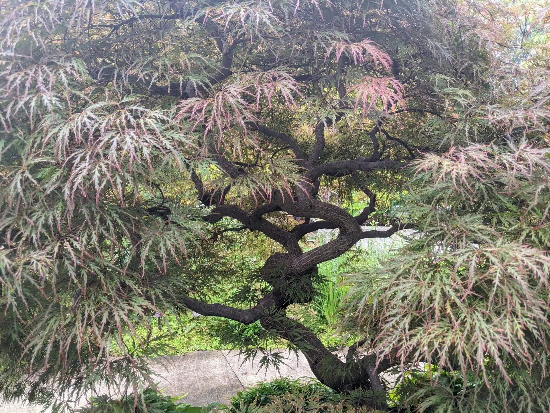 Japanese Garden