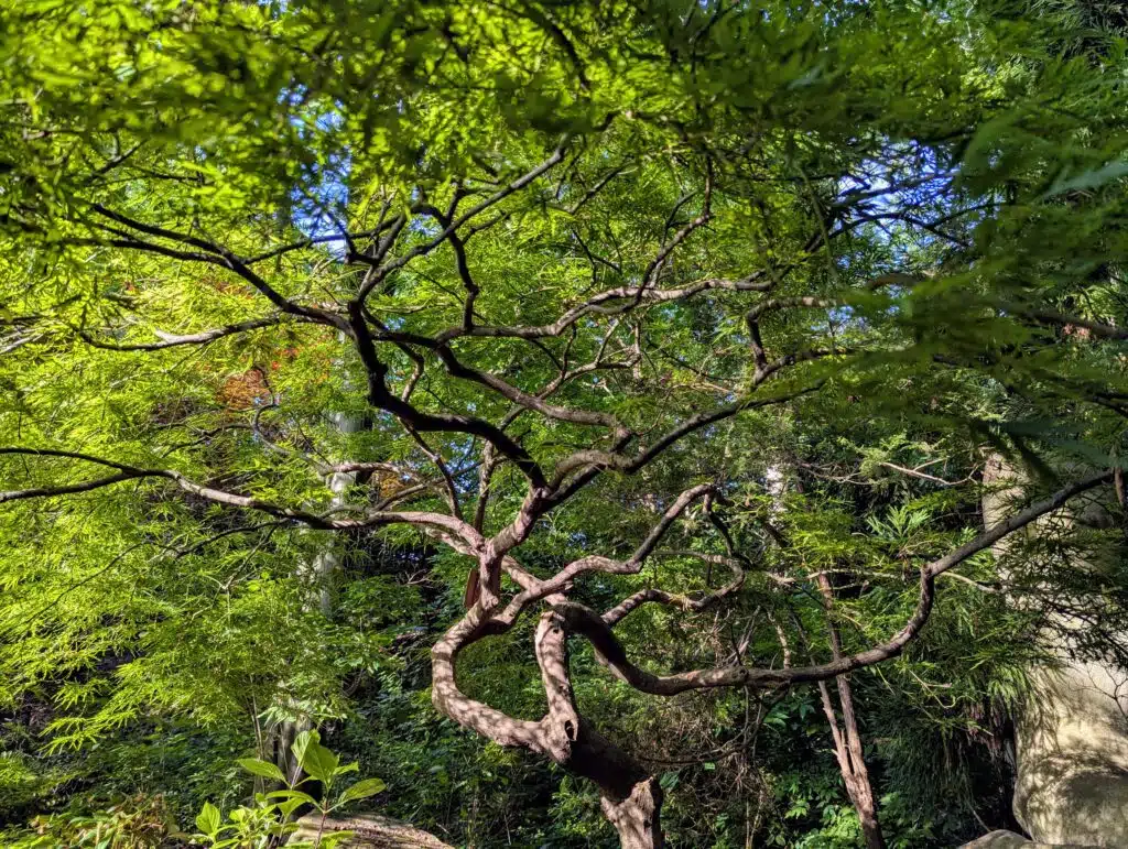 Advanced Japanese Pruning Techniques