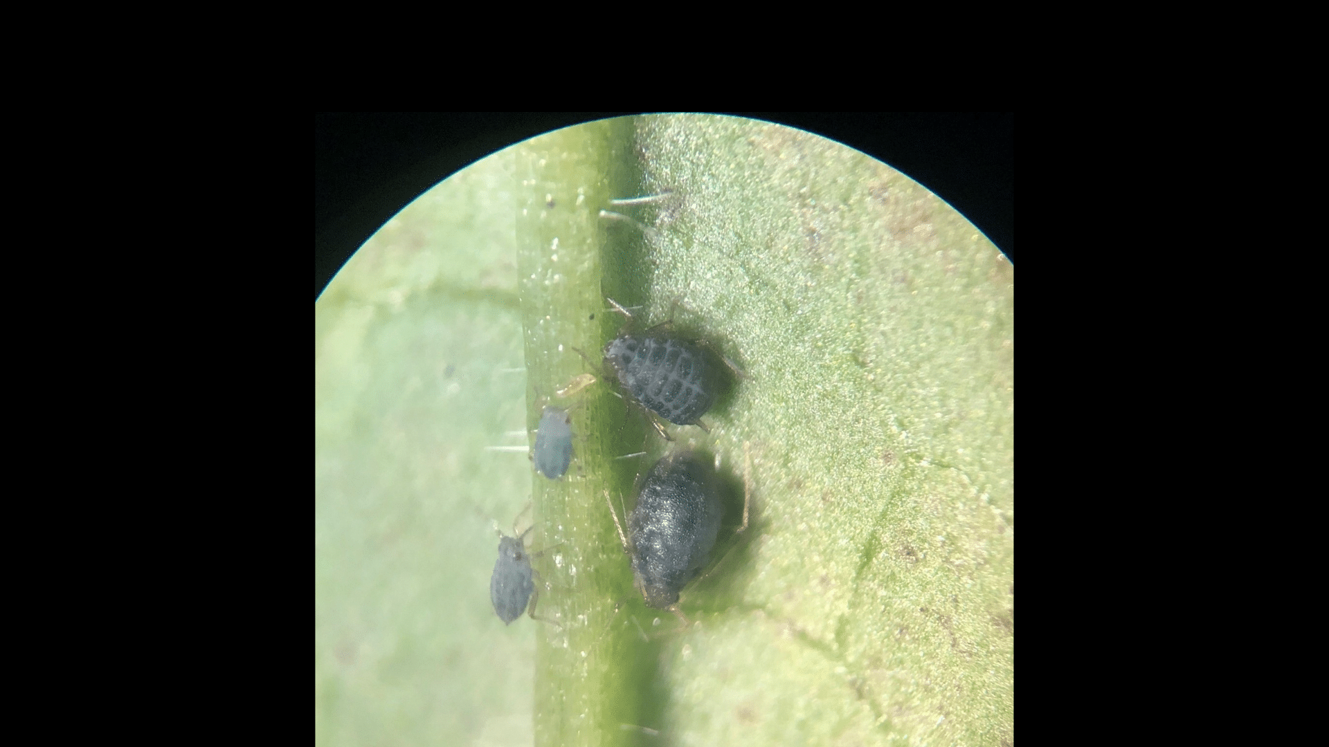 aphids