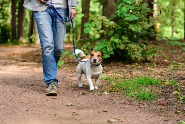 Tails & Trails