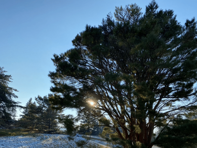 Spring in the Conifer Collection