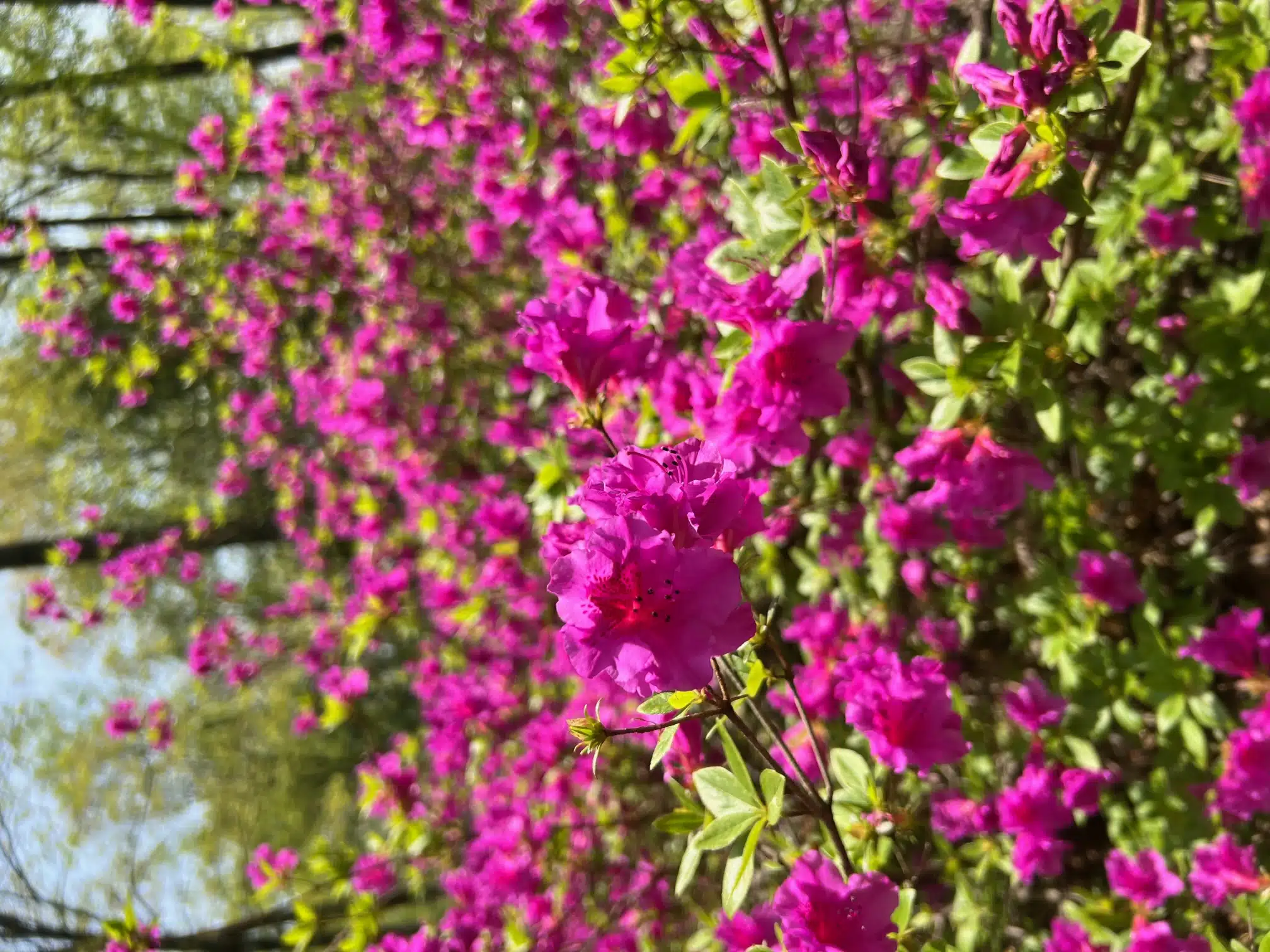 blooms