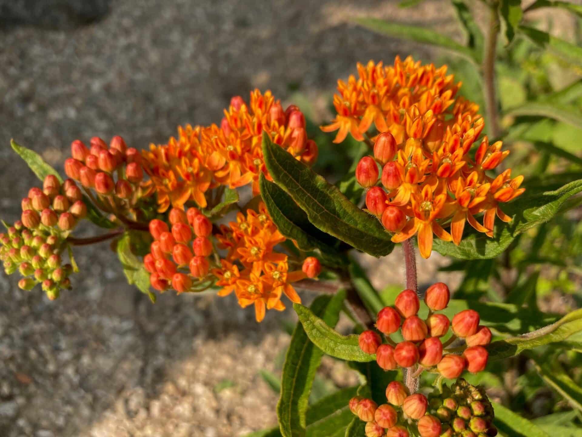 It's Poppin' June 23rd » Plants » HF&G