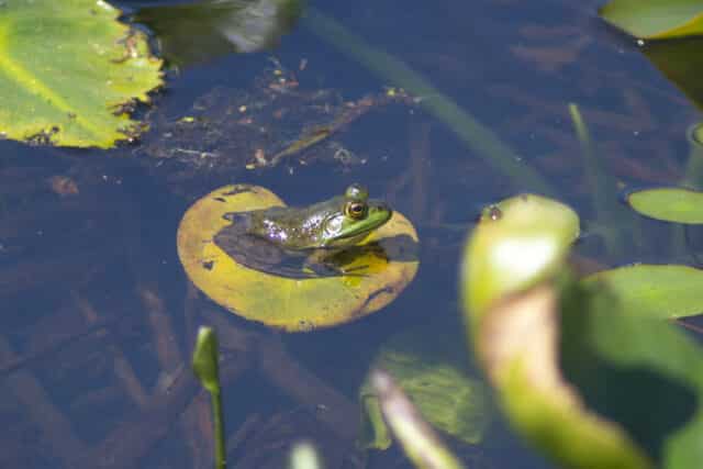 Nature Photography Day