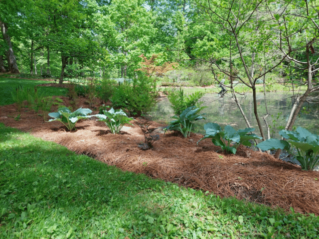 Why Pine Straw Mulch?