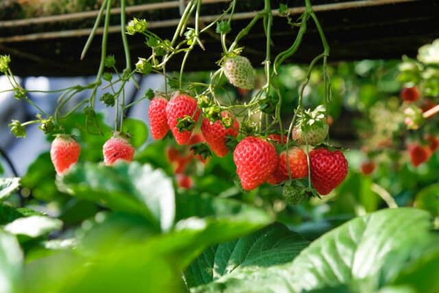 Population Genetics: Wild Strawberry