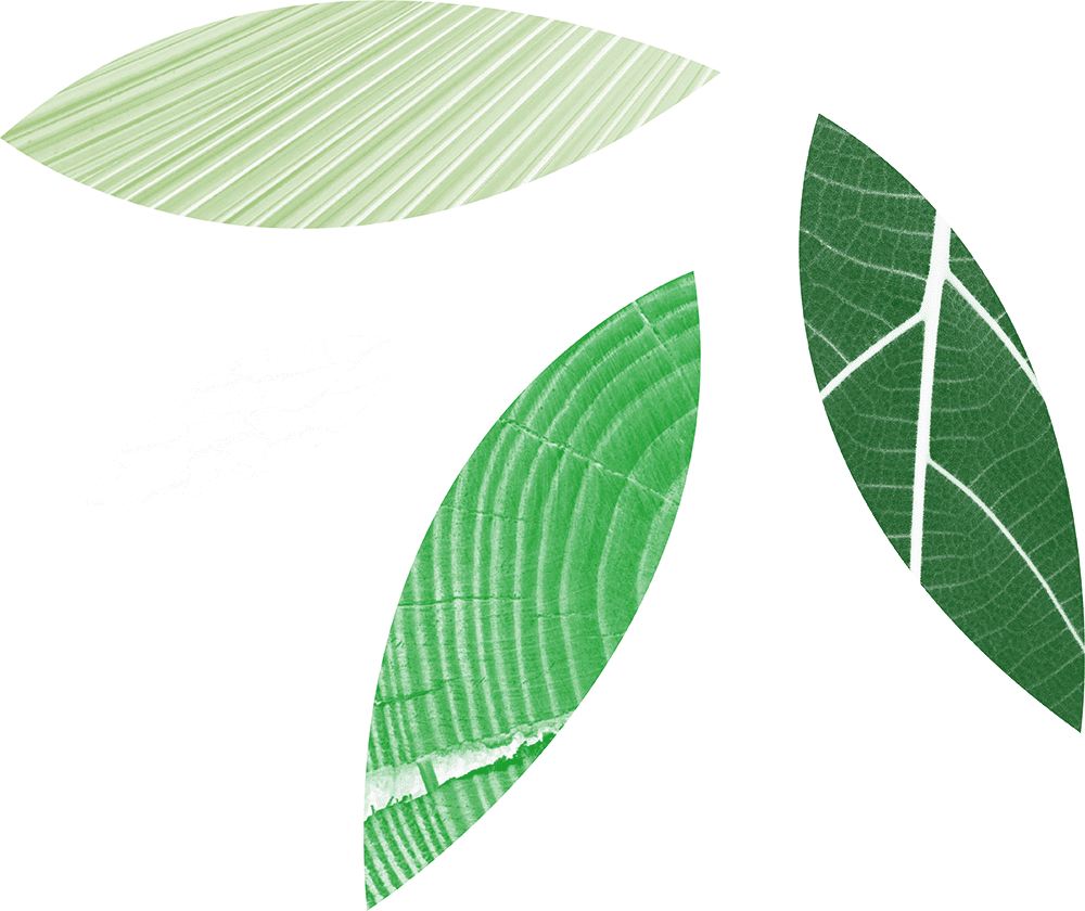 Leaves