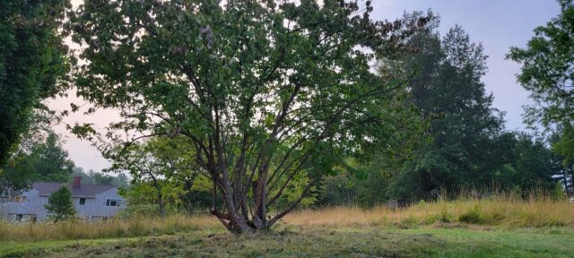 Continuing Care for the Cornelian Cherry